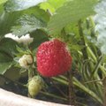 去年拿的草莓幼苗，終於結果了