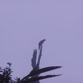 藍鵲--在破曉的遠山上捕捉的身影