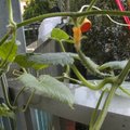 後院的小黃瓜1