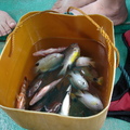 在長灘島用小釣具釣到的小魚