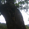 在樟樹的樹幹中，還長了一顆木瓜（攝於武陵綠色隧道）