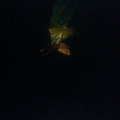 在夜間正在交配的蛾