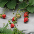 苗栗大湖草莓季