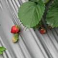 苗栗大湖草莓季