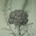 鉛筆素描 - 花菜