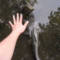 美國賓州 釣到的鯰魚-和我的手掌一樣大2011.08.22
