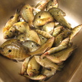 美國賓州 -大豐收釣了50幾條2011.08.22