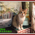 陳一樂是我於8/15/2010下午約7:00左右散步時,在住家前的小公園檢到一隻被人棄養約二個月大的小母猫.