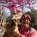 我與狗兒子在櫻花樹下吹風