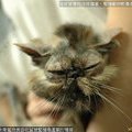 這是2007年在卡樂寵物美容所拍攝 卡樂的老闆娘收留一隻被繁殖場遺棄的種貓，這隻貓眼瞎、耳聾、掉毛、營養不良，這就是繁殖種貓的下場 請記住沒有買賣就沒有傷害，請不要成為傷害小動物的幕後推手