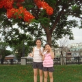 台南安平運河旁的鳳凰花開