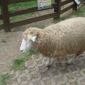 綿羊的毛摸起來真的好綿羊喔！