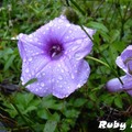 下雨天，牽牛花裡面裝滿了水