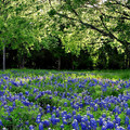 Texas bluebonnet 德州春天野花 (州花)