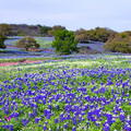 Texas Bluebonnets