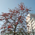 四月是台北木棉開花的季節