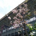 北投捷運站前櫻花，已經五月了，還開著呢。