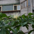 馬拉巴栗的花,2007.5.19 景美河堤步道
