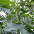 馬拉巴栗的花包,2007.5.19 景美河堤步道