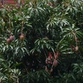 南京西路上的芒果樹