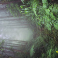 霧中的杉林溪