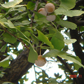 樹上掛的白果