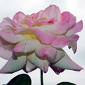 2009年8月中旬到波特蘭市的國際玫瑰花園賞花時拍了這些與眾分享