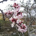 在韓國見的櫻花樹，有白色的，有粉紅色的，但以這株的品種較為特別。