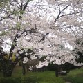 第一天到首爾，下著細雨，見到這棵種在路旁的櫻花樹；很大棵，而且有一個用韓文寫的牌豎立在旁，相信是一棵「出名」的櫻花樹。