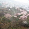 在往「N苜爾塔」的登山纜車上，看著漫山遍野的櫻花樹群，真希望置身其中，享受那櫻花花瓣片片飄落的情懷。
