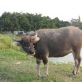 村口的一頭黃牛，為主人辛勞了多年，耕作地位已被現代化的農耕工具取代。  在村中樂得消遙自在。