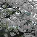 大株的櫻花樹，遠看白皚皚，像軟綿綿的雪，近看似是把數千粒白色小花串成花枝，很特別。
