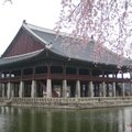 在景福宮湖邊長了幾株像垂柳般的櫻花，漫步此路，輕鬆怡情。