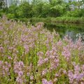 細少的小紫花，在水池旁安靜地生長。