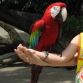 這隻紅色金剛鸚鵡，站立在兩隻手上，好不威風！