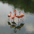 Greater Flamingo - 大火烈鳥