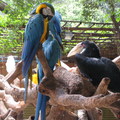 三五成群的藍金鋼鸚鵡，與巨嘴鳥各據一方。