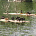 有些黑天鵝曬太陽，有些趁天氣好，鵝‧‧鵝‧‧鵝‧‧的在暢泳！