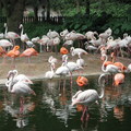 Greater Flamingo 大火烈鳥