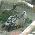 是 Vulture 禿鷹嗎？