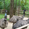 來自澳洲的Emu鴯苗，有點像舵鳥！