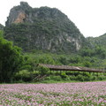 高山與花田