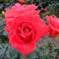 含蓄的、燦爛的玫瑰花，散發獨有的魅力與香氣！