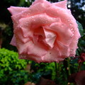 粉紅玫瑰花