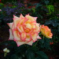 橙邊白玫瑰花
