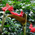 特別的長形葉，長出的也是奇特的紅花。