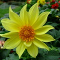 這朵黃花是單瓣的，與它的雙瓣鄰居各有特色。