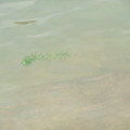 有海草漂浮，水質極佳，所以看到附近有許多小魚群游走！