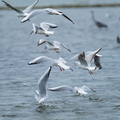 台灣四面環海.鷗科鳥類到處可見.港口.魚池.廢棄鹽田.鰲鼓等.都是觀察欣賞的好地方.其中以台南北門井仔腳.數以萬計的黑腹燕鷗.和嘉義布袋的紅嘴鷗最為壯觀.