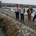 高雄永安、台南安南區魚塭魚群被寒流凍斃；助業者爭取補助款。